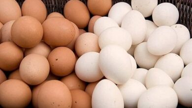 eggs