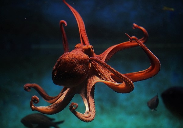 octopus