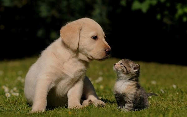 pets