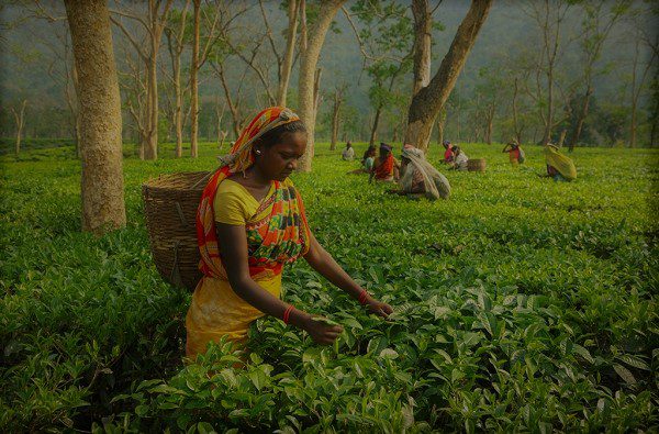 প্রধানমন্ত্রীর সিদ্ধান্ত মেনে বাগানে ফিরল চা শ্রমিকেরা