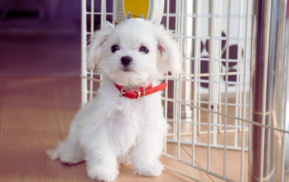 কুকুরছানা কিন্ডারগার্টেনে, ২ লাখ টাকায় শিখছে ‘আভিজাত্য’ আর ‘শিষ্টাচার’