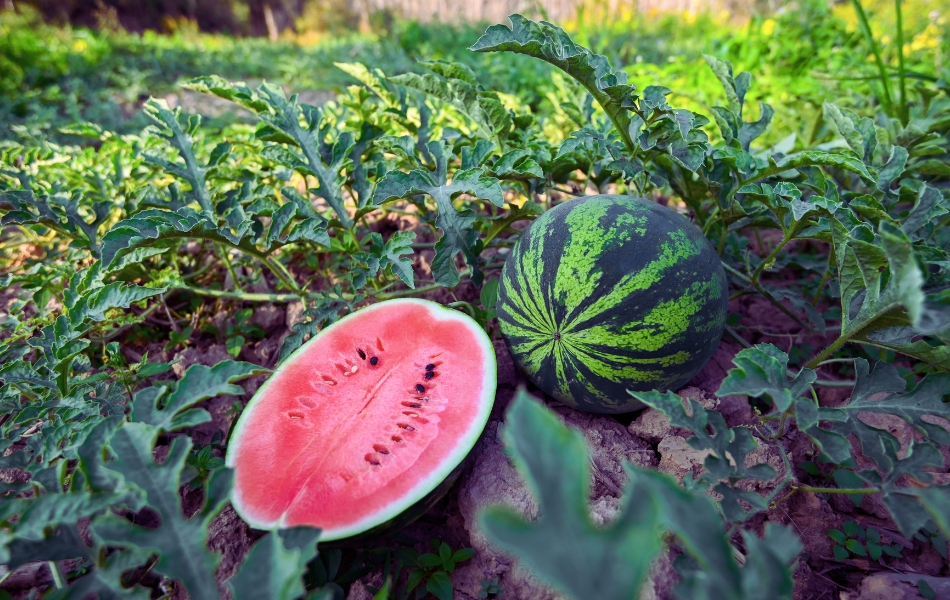 তরমুজ কেন এত লাল? বিজ্ঞানের ব্যাখ্যা ও কিছু চমকপ্রদ তথ্য!