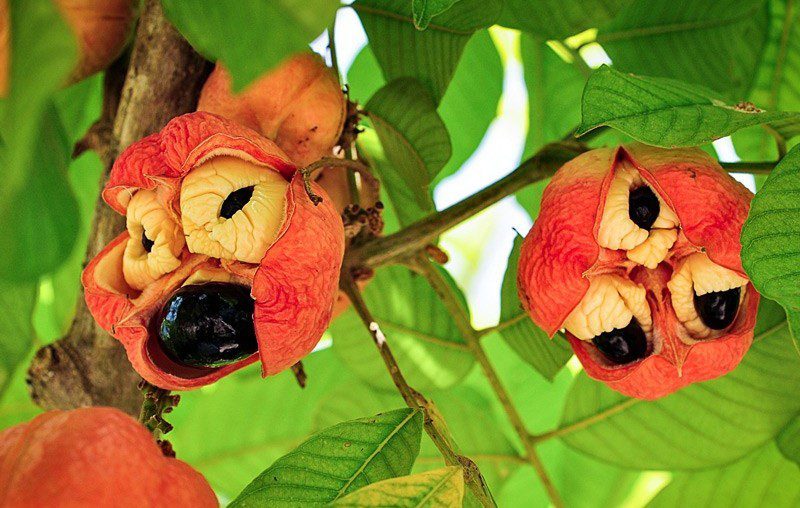 Ackee @ paperslife