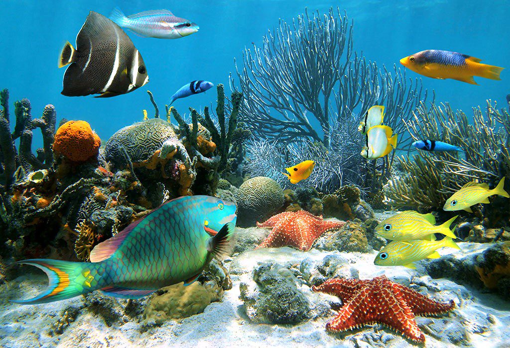 animal underwater @paperslife