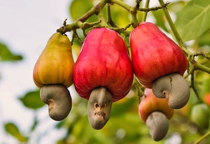cashew nut @paperslife