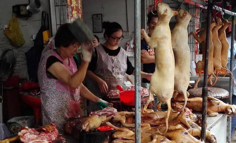 china dog trade #paperslife