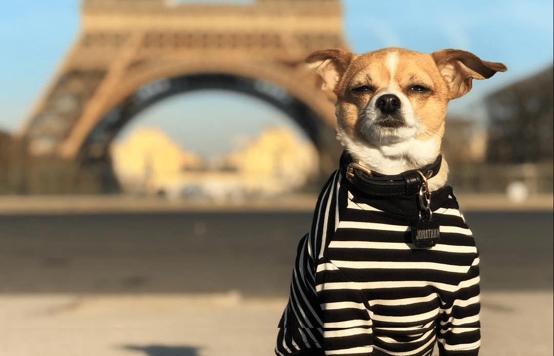 dog