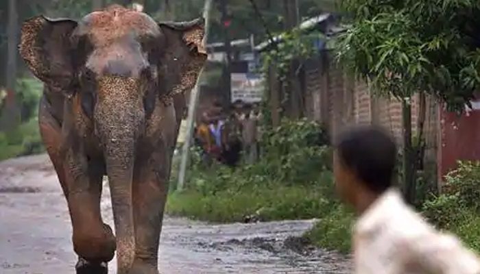 elephent#paperslife