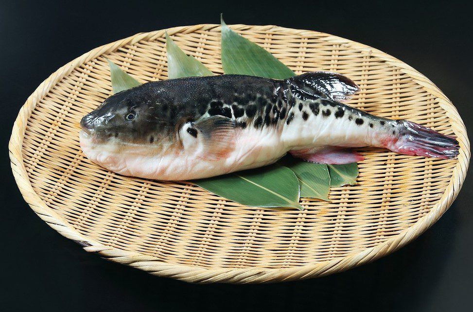 fugu fish #paperslife
