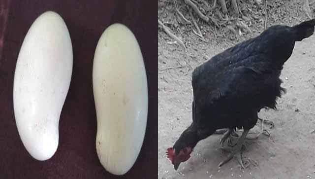 hen-egg#paperslife