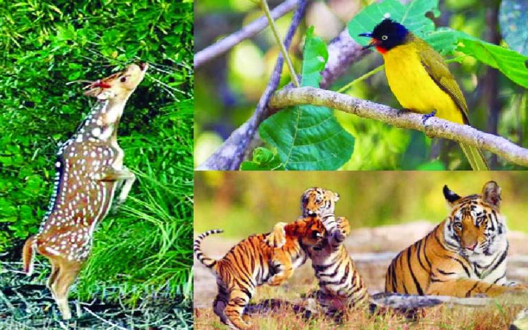 জীববৈচিত্র্য সম্পর্কে জানেন কি?