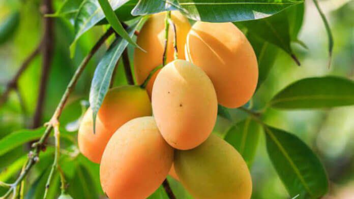 mango#paperslife