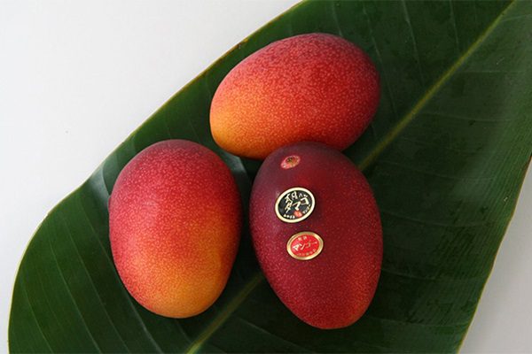 mango#paperslife