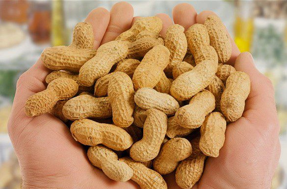 nuts @paperslife