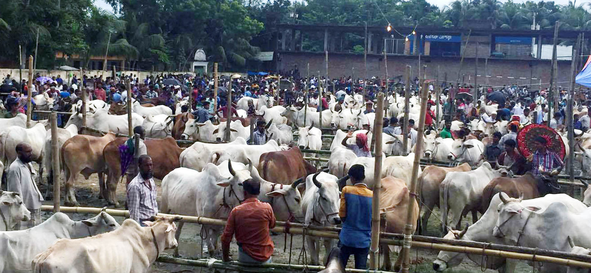 bdnews24 bangla newspaper, bangladesh news 24, bangla newspaper prothom alo, bd news live, indian bangla newspaper, bd news live today, bbc bangla news, bangla breaking news 24