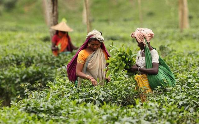 চা শ্রমিকদের মজুরি ১৭০ টাকা নির্ধারণ করলেন প্রধানমন্ত্রী