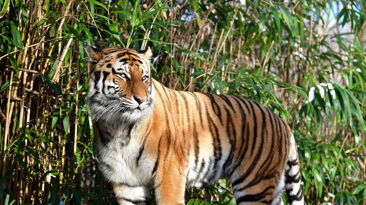 ছাড়া হতে পারে বাঘ