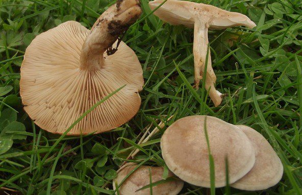 wild mushrooms @paperslife